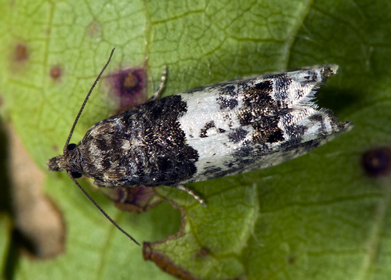 Tortricidae: Notocelia trimaculana (cfr.)